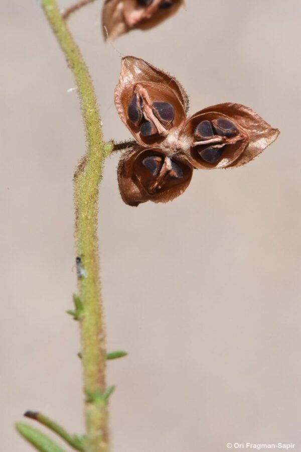 Fumana scoparia Pomel - Image 4