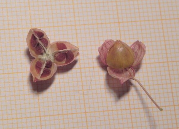Fumana arabica (L.) Spach - Image 7