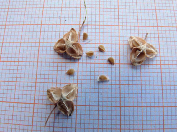 Fumana thymifolia (L.) Webb - Image 7