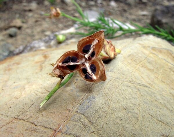 Fumana scoparia Pomel - Image 5