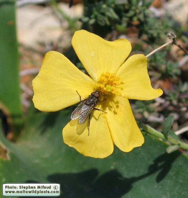Fumana arabica (L.) Spach