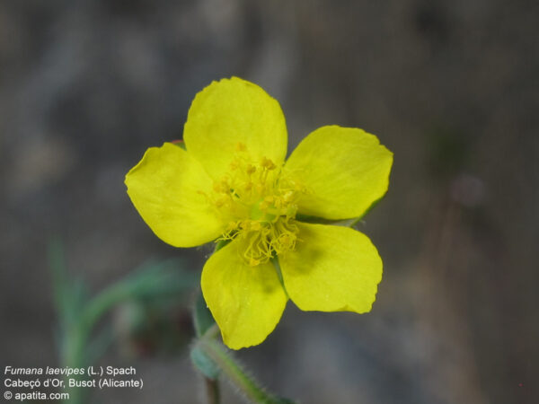 Fumana laevipes (L.) Spach - Image 2