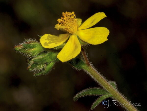 Fumana thymifolia (L.) Webb - Image 3
