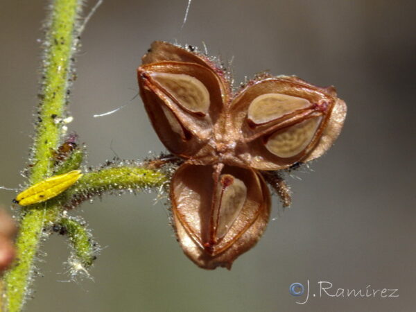 Fumana thymifolia (L.) Webb - Image 6