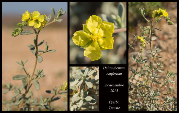 Helianthemum confertum Duanl