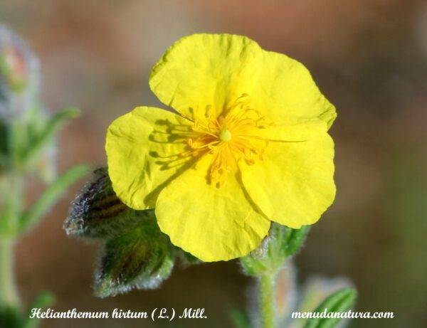 Helianthemum hirtum (L.) Mill.