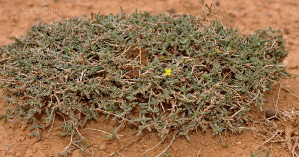 Helianthemum ellipticum (Desf.) Pers.