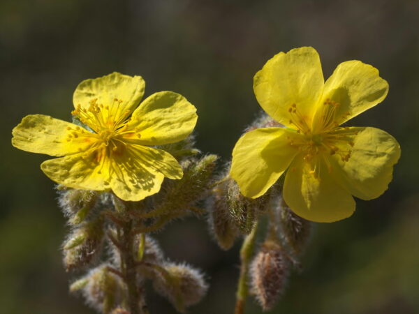 Helianthemum hirtum (L.) Mill. - Image 2