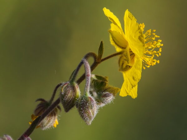 Helianthemum hirtum (L.) Mill. - Image 3