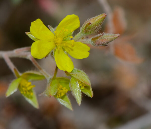 Helianthemum kahiricum Delile