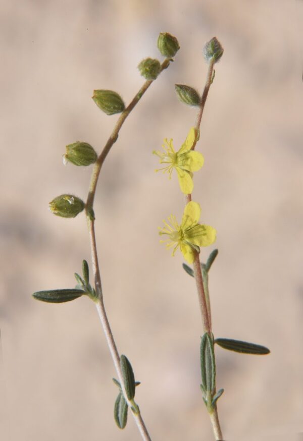 Helianthemum lippii (L.) Dum.Cours - Image 5
