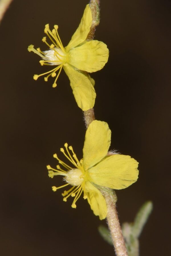 Helianthemum lippii (L.) Dum.Cours - Image 4
