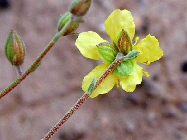 Helianthemum lippii (L.) Dum.Cours - Image 3