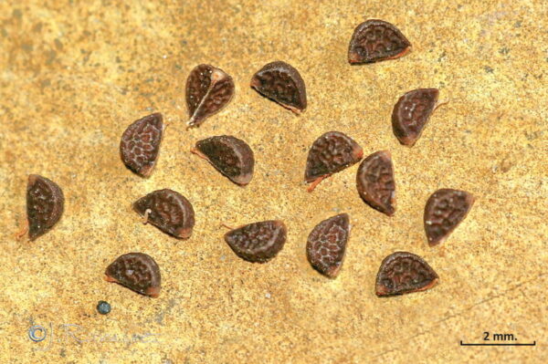 Fumana laevipes (L.) Spach - Image 7