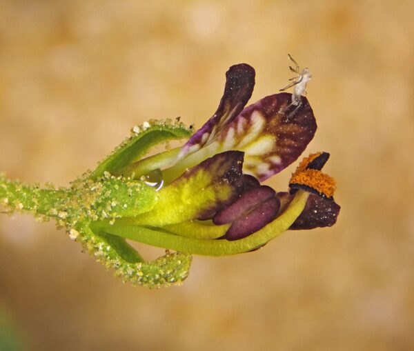 Cleome amblyocarpa Barratte & Murb. - Image 3