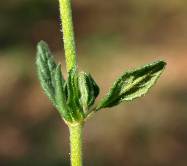 Helianthemum salicifolium (L.) Mill. - Image 5