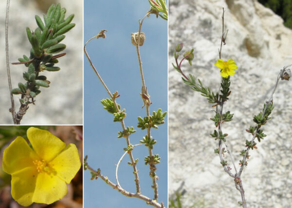 Fumana arabica (L.) Spach - Image 8