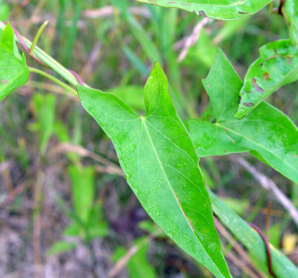Calystegia sepium (L.) R. Br. - Image 4