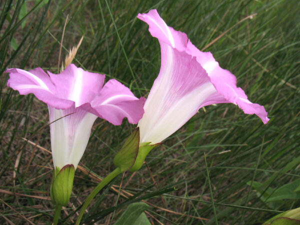 Calystegia sepium (L.) R. Br. - Image 2