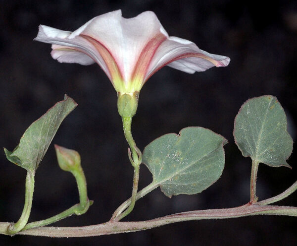 Convolvulus arvensis L. - Image 2