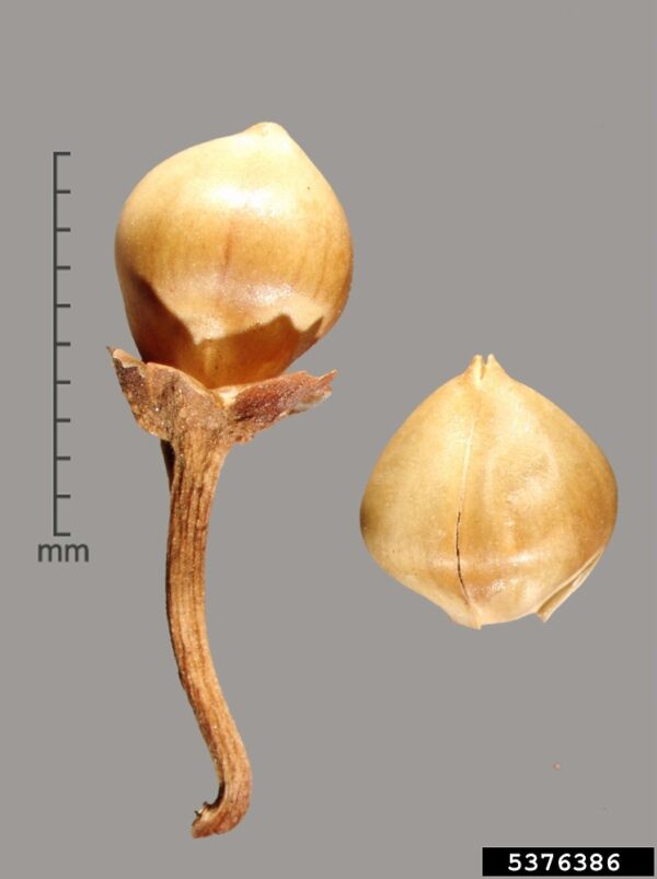 Convolvulus arvensis L. - Image 6