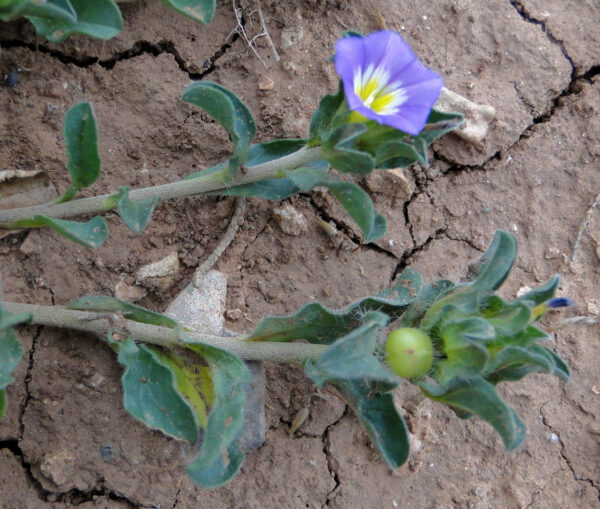 Convolvulus humilis Jacq. - Image 3