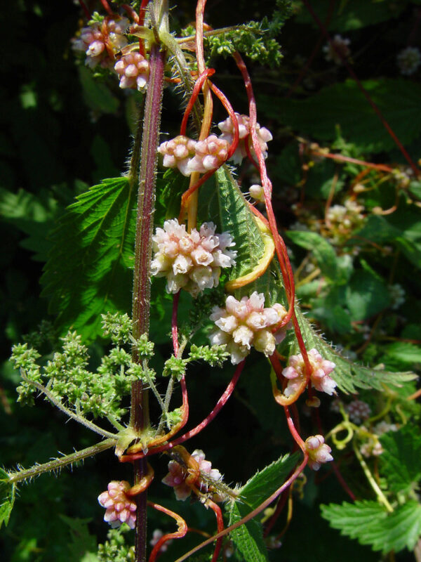 Cuscuta europaea L.