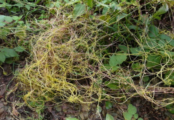 Cuscuta europaea L. - Image 7