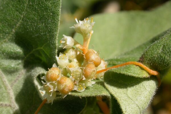 Cuscuta campestris Yunck. - Image 3