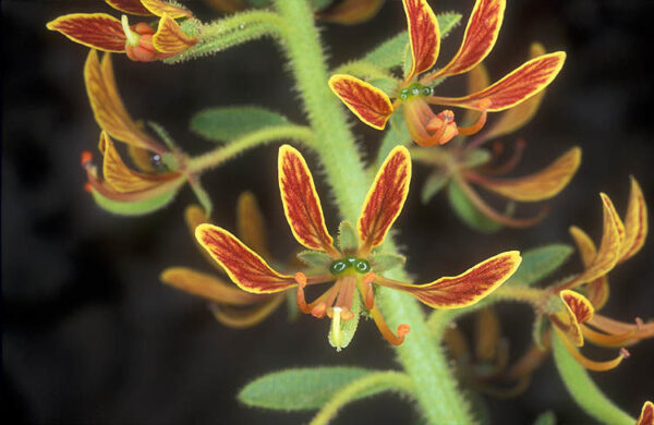 Cleome arabica L. - Image 2