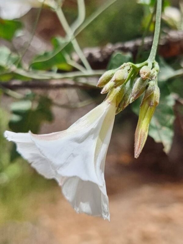 Convolvulus maireanus Pamp. - Image 3