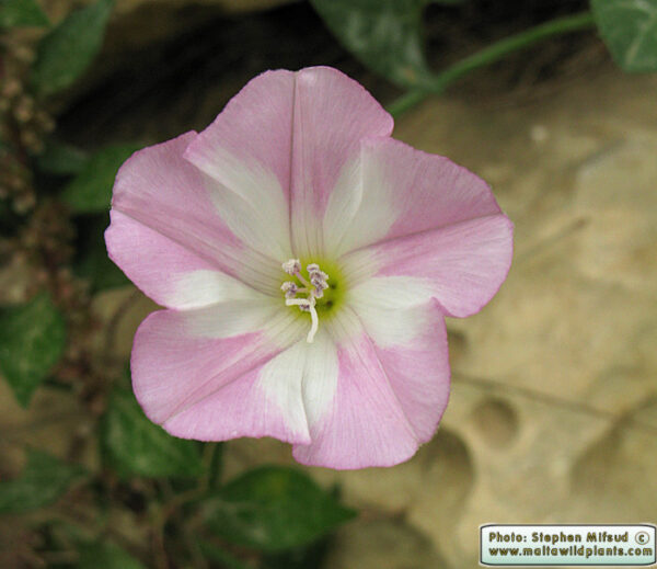 Convolvulus arvensis L.