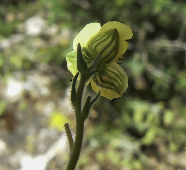 Fumana thymifolia (L.) Webb - Image 2
