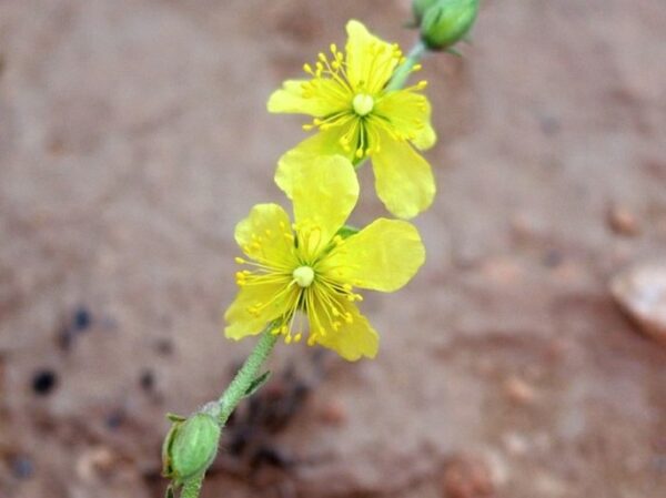 Helianthemum lippii (L.) Dum.Cours