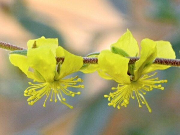 Helianthemum lippii (L.) Dum.Cours - Image 2