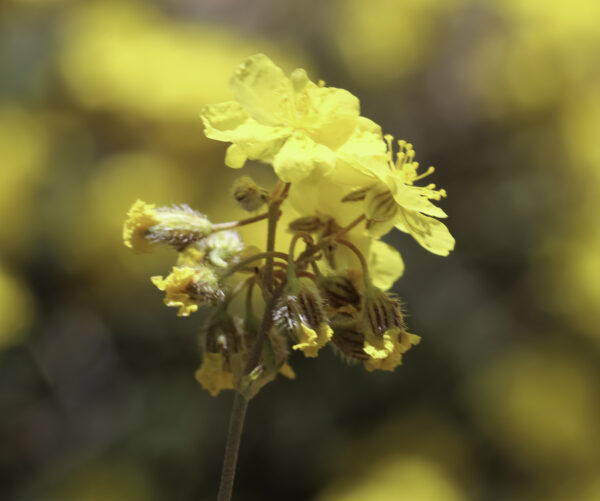 Helianthemum cinereum (Cav.) Pers.