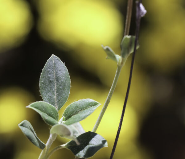 Helianthemum cinereum (Cav.) Pers. - Image 2