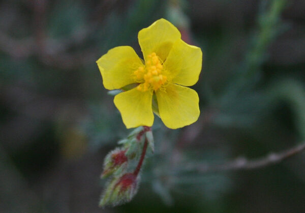 Fumana laevipes (L.) Spach