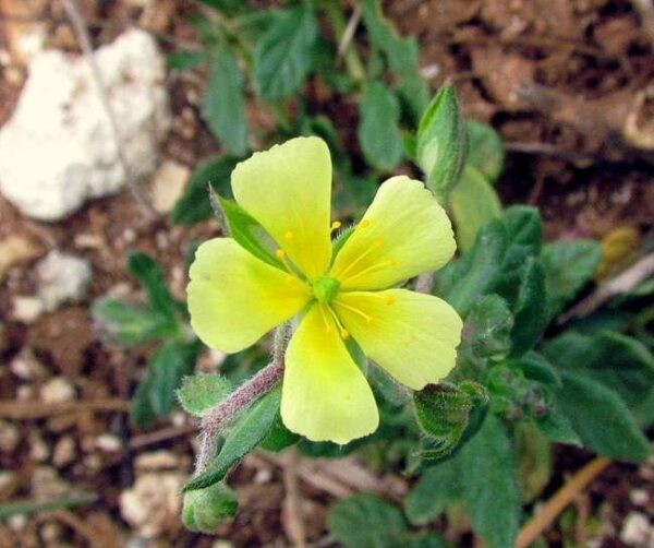 Helianthemum salicifolium (L.) Mill.