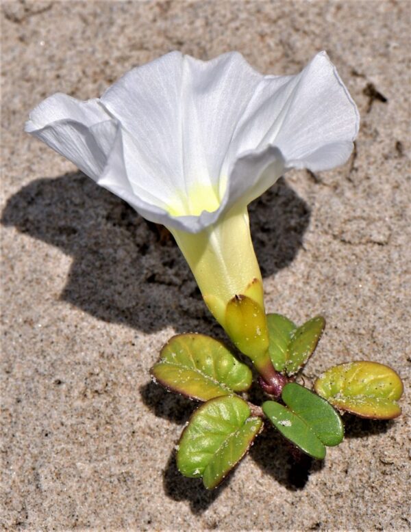 Ipomoea imperati (Vahl) Griseb. - Image 2