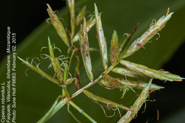 Cyperus rotundus L. - Image 4