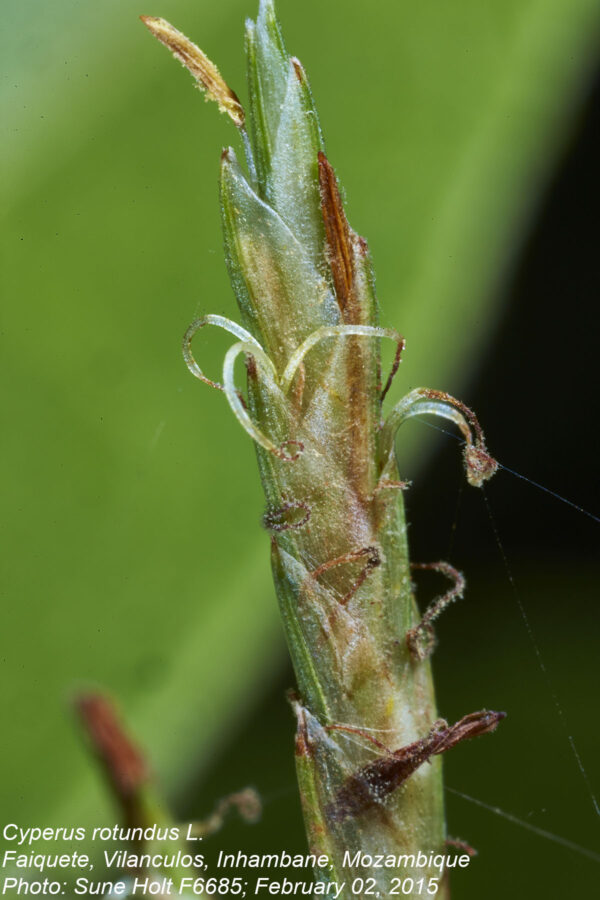Cyperus rotundus L. - Image 5