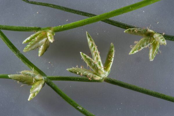Cyperus laevigatus L. - Image 3