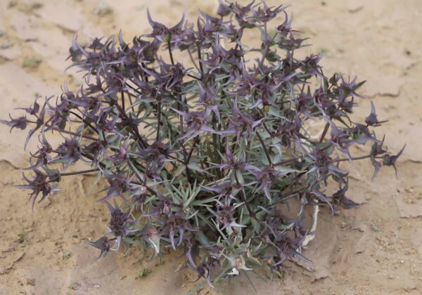Euphorbia retusa Forssk. - Image 7