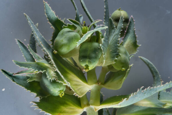 Euphorbia retusa Forssk. - Image 6