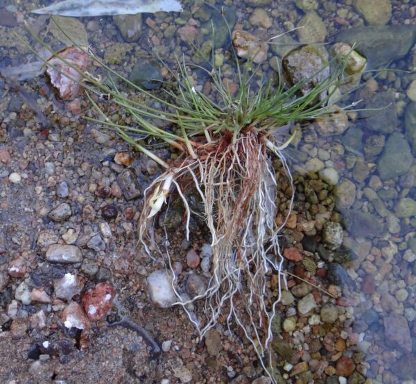 Cyperus laevigatus L. - Image 6