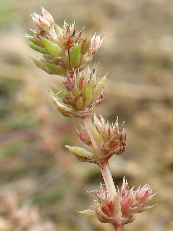 Crassula alata (Viv.) A.Berger - Image 2