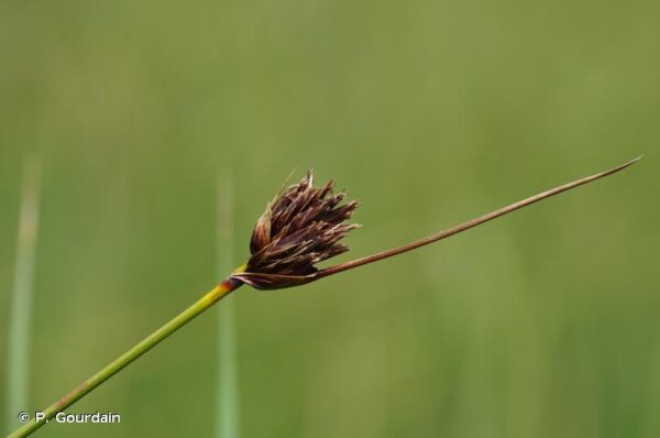 Schoenus nigricans L. - Image 3