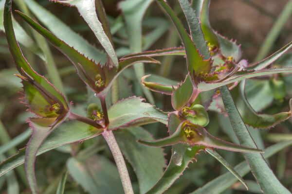 Euphorbia retusa Forssk. - Image 2