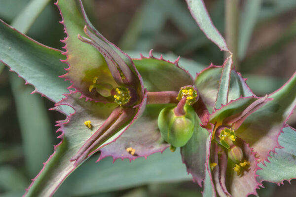 Euphorbia retusa Forssk.